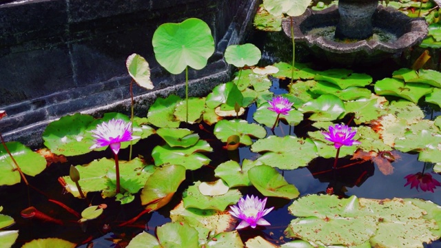 佛寺荷花池塘的宁静视频素材