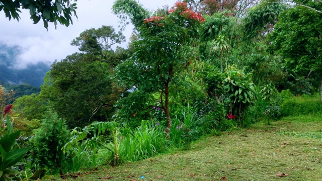 Wanagiri村山地高地的天然植物和树木视频素材