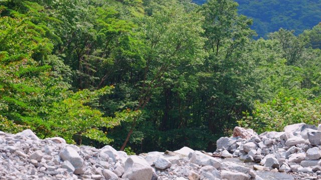 在神奈川县的西泽，溪水清冽，绿意盎然视频素材