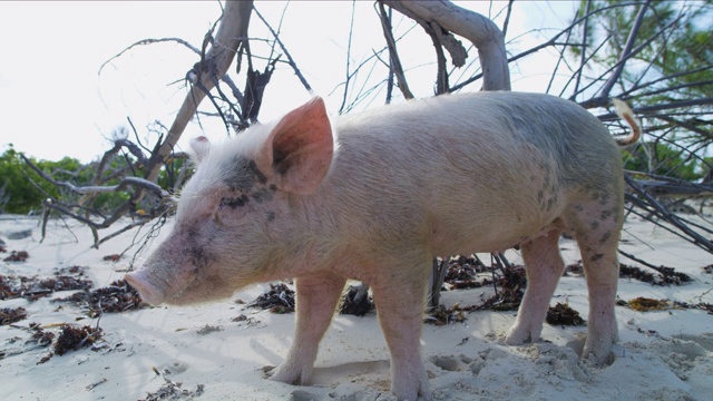 野生小猪在热带岛屿海滩巴哈马加勒比视频素材