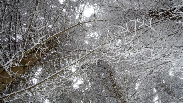 冬天的景观是树枝上覆盖着霜雪和雾的天气，从下面看视频素材