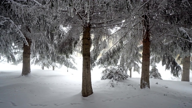 平移拍摄的冬季全景与雪覆盖的树木和雾视频素材