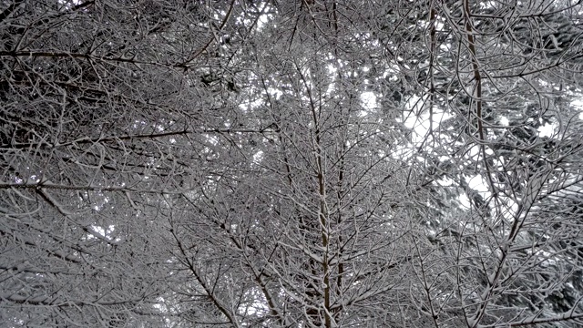 冬天的场景背景是树枝上覆盖着霜冰、雪视频素材