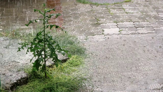 大雨从排水管倾泻在绿色植物上特写视频素材