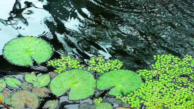 湖面上的枯叶视频素材