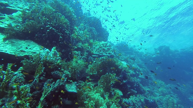 美丽的珊瑚礁墙和成群的热带鱼游泳在蓝色的水面背景。低角度拍摄，水下拍摄视频素材