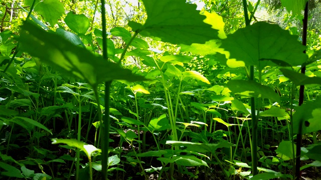 绿色森林地面植物的观点。近距离林地冠层下郁郁葱葱的绿色植物视频素材