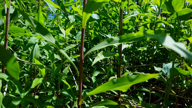 绿色森林地面植物的观点。近距离林地冠层下郁郁葱葱的绿色植物视频素材