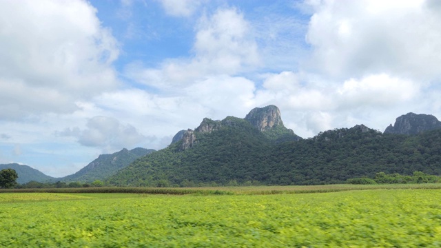 泰国乡村向日葵的种植面积视频素材