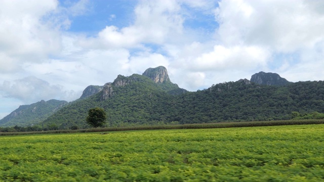 泰国乡村向日葵的种植面积视频素材