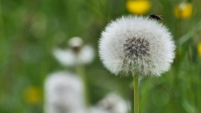 蒲公英开花凋谢了视频素材