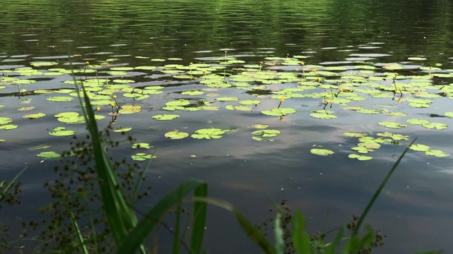 夏日午后的湖景视频素材