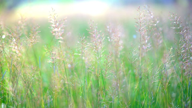 夏季白天草地上的绿草自然田野视频素材