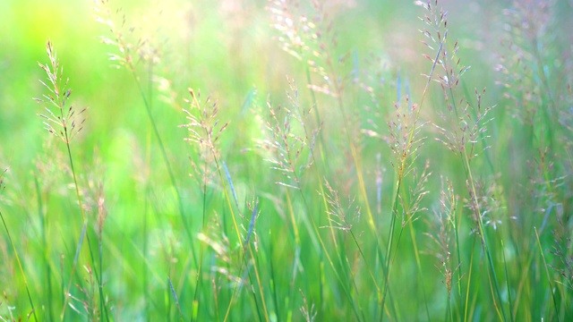 夏季白天草地上的绿草自然田野视频素材