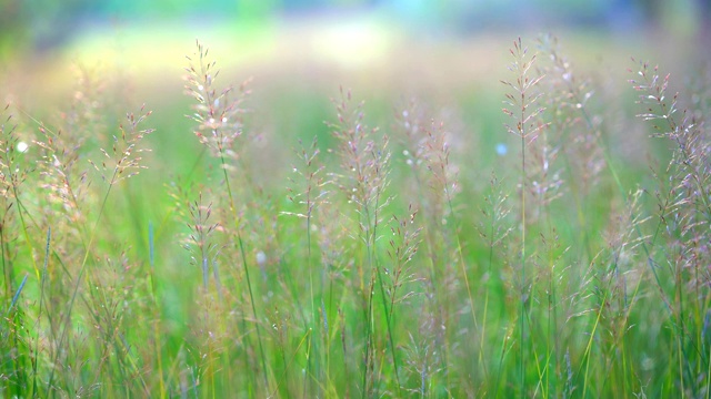 夏季白天草地上的绿草自然田野视频素材