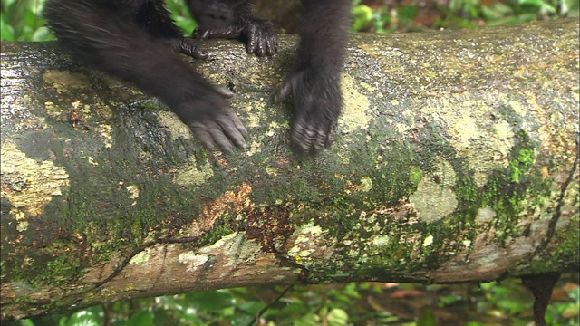 非洲刚果，莱西奥-鲁纳野生动物保护区大猩猩孤儿院的小猩猩在敲木头视频素材