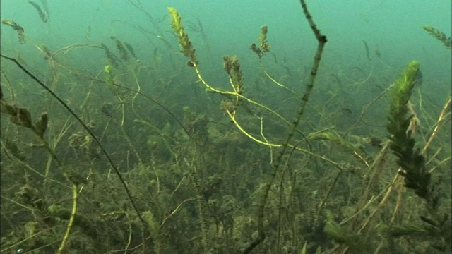 坦噶尼喀湖底的水生植物(从水龟的视角看)视频素材