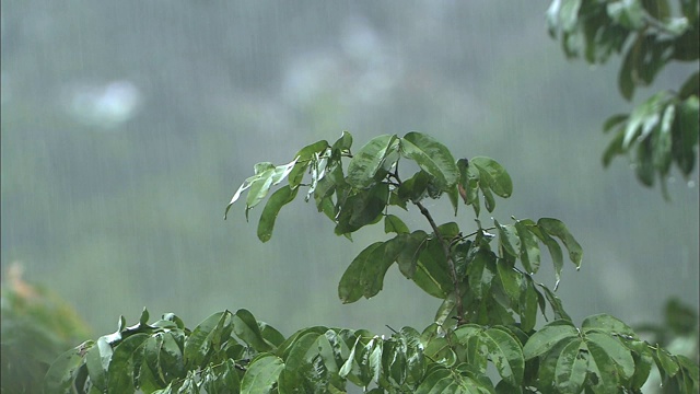 倾盆大雨倾泻到热带丛林，刚果盆地，非洲视频素材