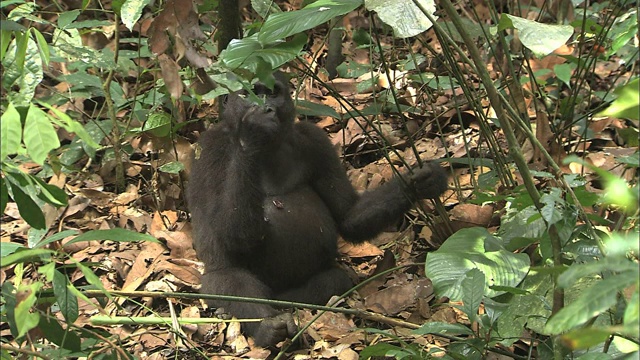 大猩猩宝宝坐下来吃水果视频素材