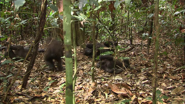 非洲刚果盆地热带丛林里玩耍的大猩猩宝宝视频素材