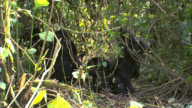 山地大猩猩家族聚集在维龙加国家公园的灌木丛中视频素材