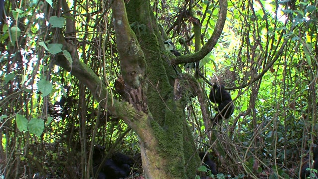 小山地大猩猩挂在树枝上玩耍视频素材