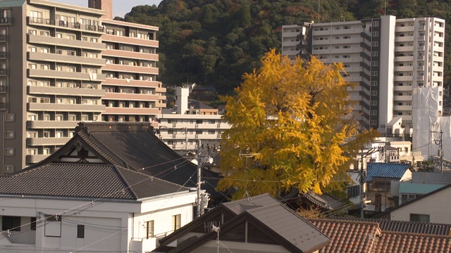 原子弹银杏树，广岛视频素材