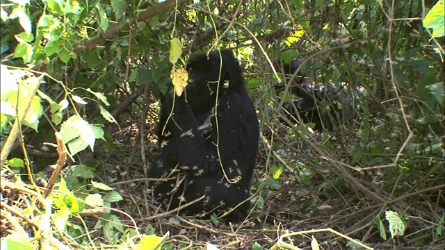 山地大猩猩咬掉了维龙加国家公园灌木丛中的一根树枝视频素材