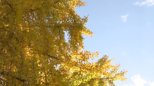 原子弹银杏树，广岛视频素材