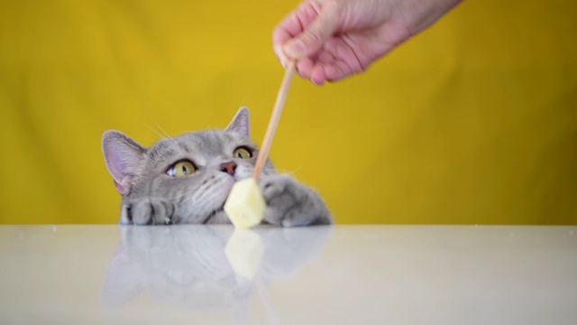 肥胖的猫试图吃奶酪棒的末端视频素材