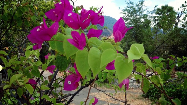 佩母兰村海滩边，有风的日子里摇曳的九重葛植物花视频素材