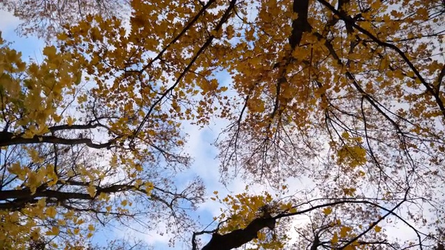 观赏树顶与黄色明亮的枫叶与蓝色的天空在背景。葱郁的枝叶在风中轻轻摇曳。美丽多彩的秋天。旋转镜头慢动作视频素材