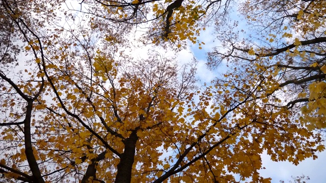 观赏树顶与黄色明亮的枫叶与蓝色的天空在背景。葱郁的枝叶在风中轻轻摇曳。美丽多彩的秋天。旋转镜头慢动作视频素材