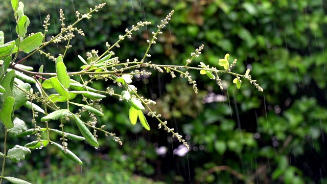 雨点落在美丽的绿叶上，在热带的风中吹拂。视频素材