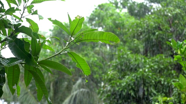 雨点落在美丽的绿叶上，在热带的风中吹拂。视频素材