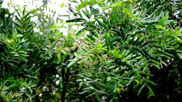 雨点落在美丽的绿叶上，在热带的风中吹拂。视频素材