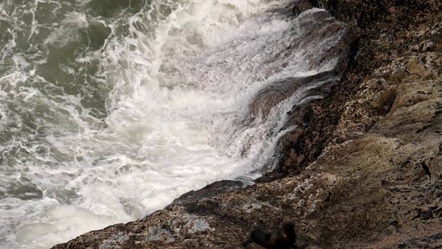 海狮视频素材