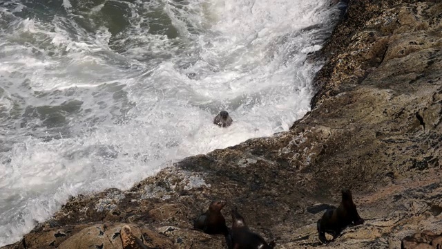 海狮视频素材