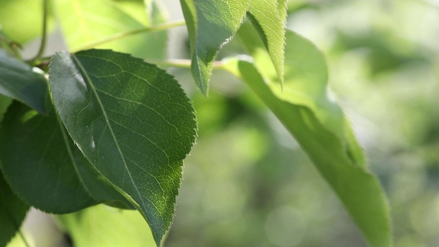 树上的绿叶在风中摇曳。自然背景的特写镜头视频素材