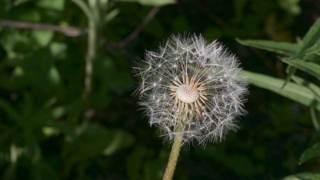 蒲公英花絮球。野外自然背景特写宏视频素材