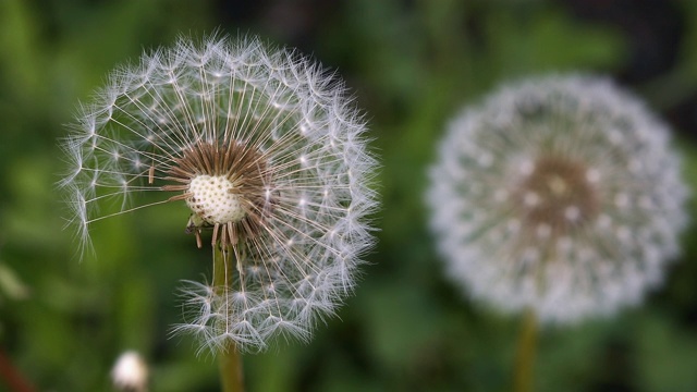 蒲公英花絮球。野外自然背景特写宏视频素材