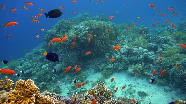 海洋。海洋中的水下生物。五颜六色的珊瑚和鱼。视频素材