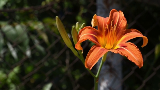 橙色黄花菜(萱草属开花植物)在花园里迎风开花视频素材