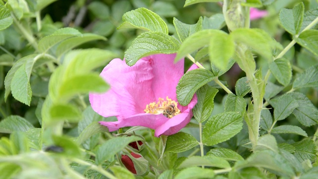 蜜蜂在狗的玫瑰花上采集花蜜视频素材