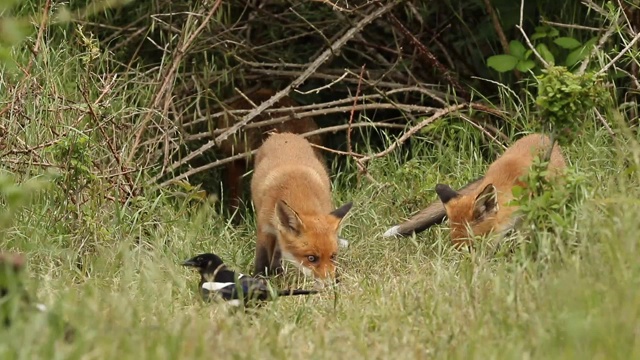 两只可爱的红狐幼崽，Vulpes Vulpes，喂养在入口处的巢穴被监视的雌狐。喜鹊正在寻找任何机会偷它们的食物。视频素材