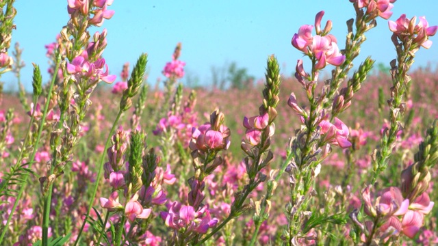 蜜蜂从粉红色的花朵上采集花蜜。特写镜头视频下载