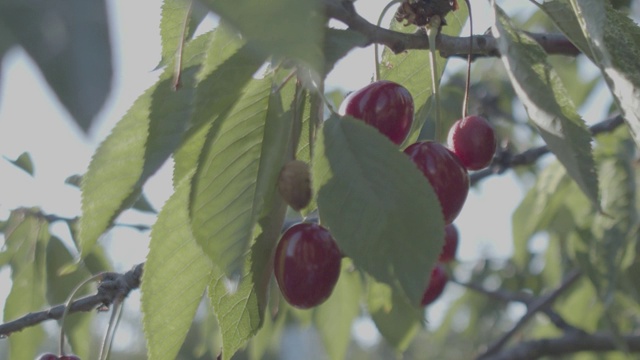 水果花园樱桃树和樱桃果实视频素材