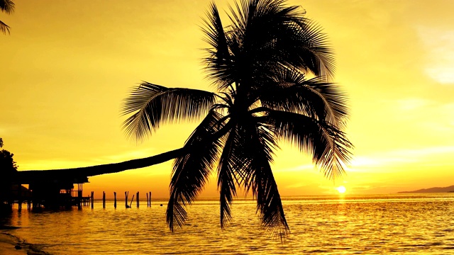 椰子树映衬着缤纷的夕阳，一级防范禁闭。视频素材
