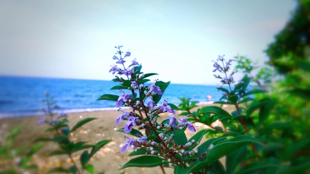 自然风景动态野生海滩植物和花卉在海滩在村庄视频素材