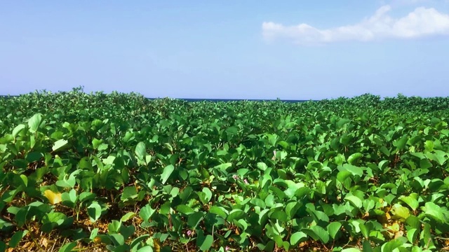 野生海滩植物的自然运动的叶子Ipomoea Pes Caprae或山羊的脚在风中生长在海滩视频素材